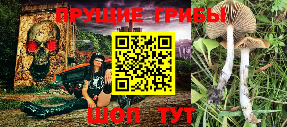 Псилоцибиновые грибы мицелий  Вход с VPN  Краснознаменск 